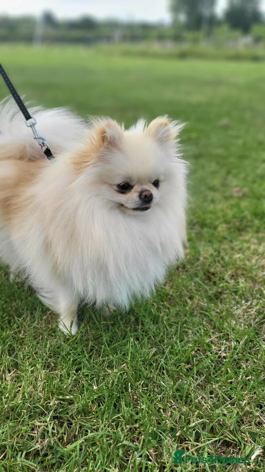 Pomeranian dogs for sale: KC Registered Pomeranian Female – 2.2kg Teddy Bear - Advert 2