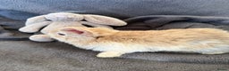 Mixed Breed rabbits for sale: Beautiful friendly baby bunnies ready in 4 weeks  - Advert 12