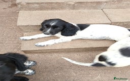 Cocker Spaniel dogs for sale: working type Cocker spaniel puppies available  - Image 11