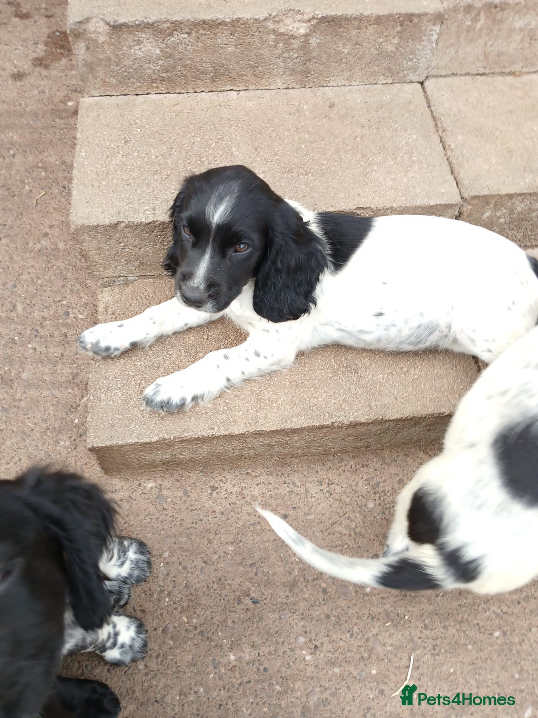 Cocker Spaniel dogs for sale: working type Cocker spaniel puppies available  - Image 11
