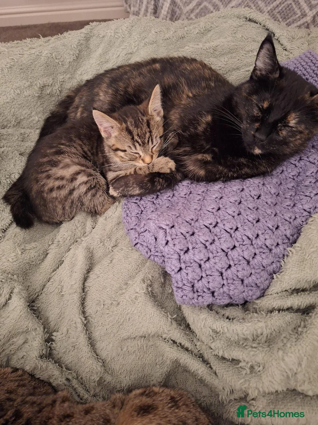 Mixed Breed cats for sale: Handsome tabby boy  - Advert 9