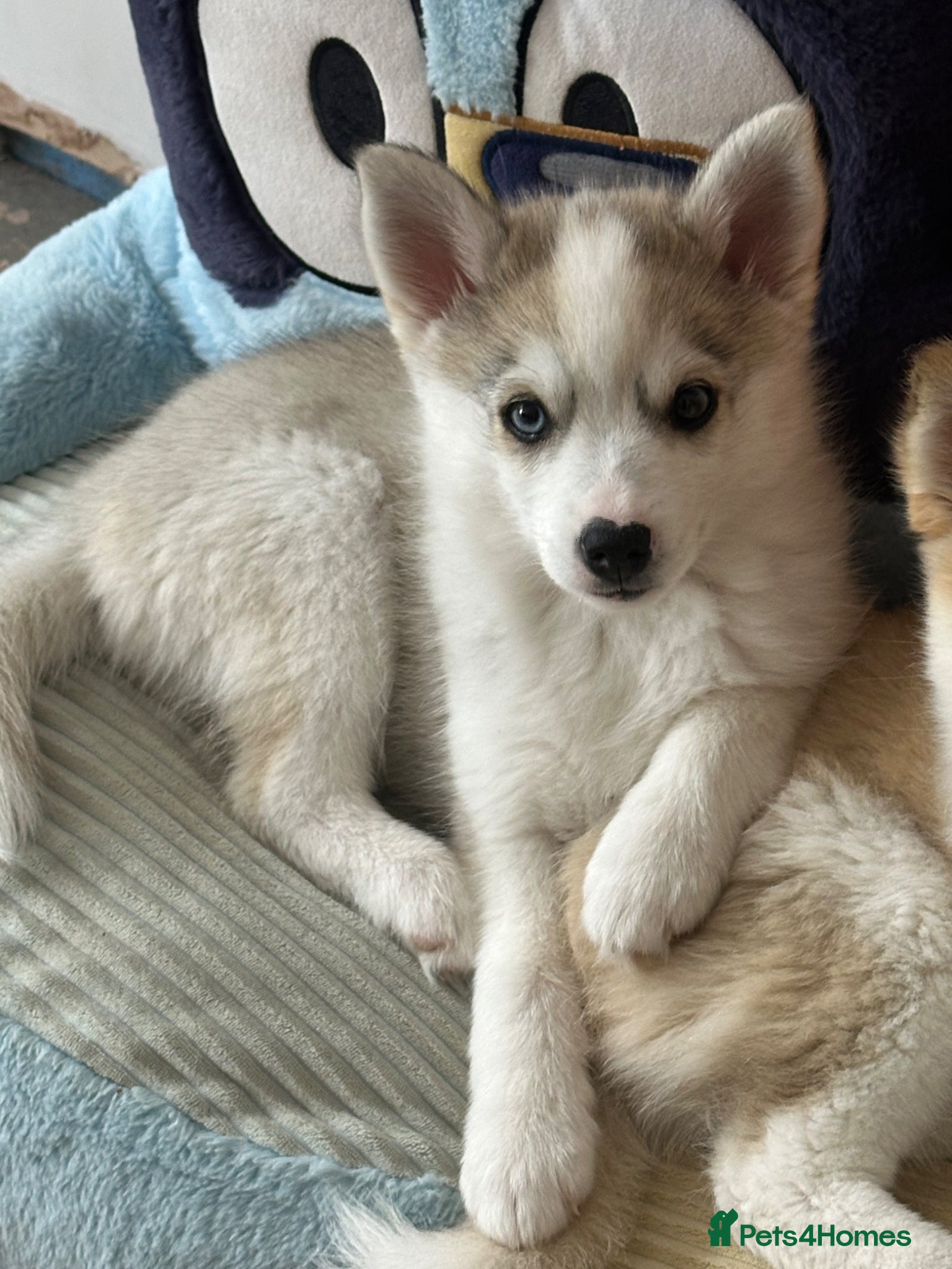 Pomsky dogs Last 2 boy F3 Pomsky pups / perfect husky markings - Advert 15
