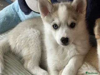 Pomsky dogs Last 2 boy F3 Pomsky pups / perfect husky markings - Advert 1