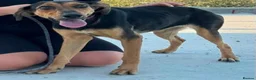 Mixed Breed dogs for adoption: Moca needs a loving home  - Advert 3