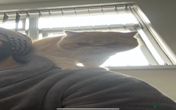 Exotic cats for sale:  Cream Exotic Male - Image 5