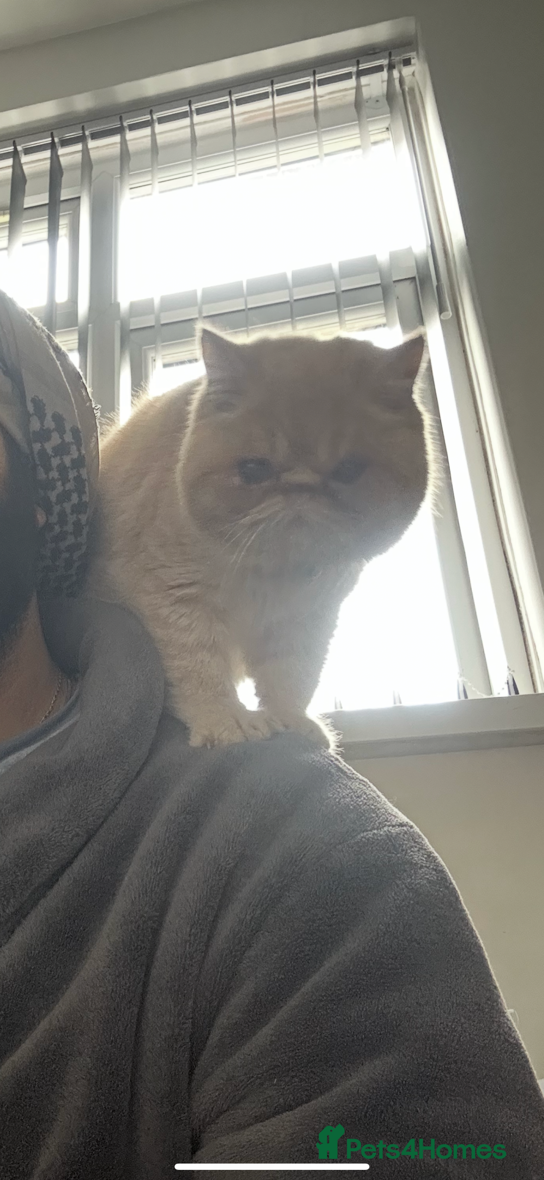 Exotic cats for sale:  Cream Exotic Male - Image 5