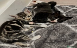 Mixed Breed cats for sale: 4 Beautiful Kittens 🐾 ❤️  - Image 3