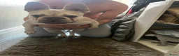 French Bulldog dogs for sale: Little sia platinum frenchie - Advert 4