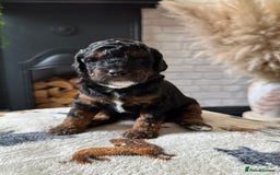 Cockapoo dogs for sale: Not Just Any Cockapoo Puppies – The Special Few - Image 9