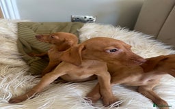 Hungarian Vizsla dogs for sale: 🐾KC Registered Hungarian Vizsla puppies🐾 - Image 4