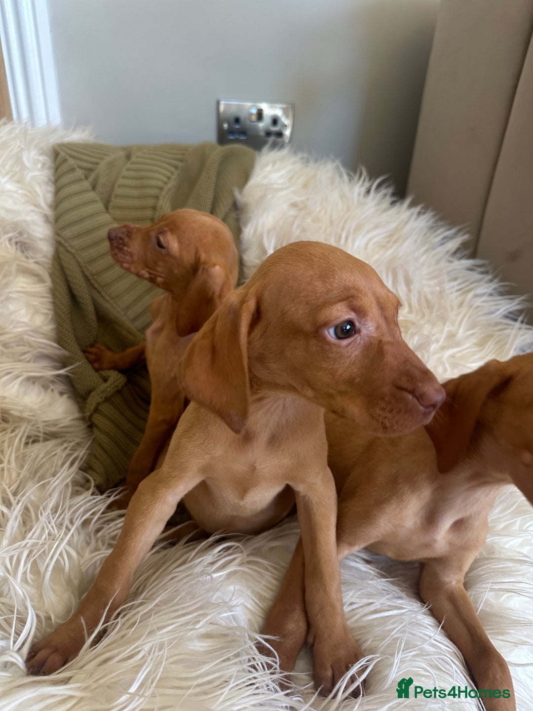 Hungarian Vizsla dogs for sale: 🐾KC Registered Hungarian Vizsla puppies🐾 - Image 4