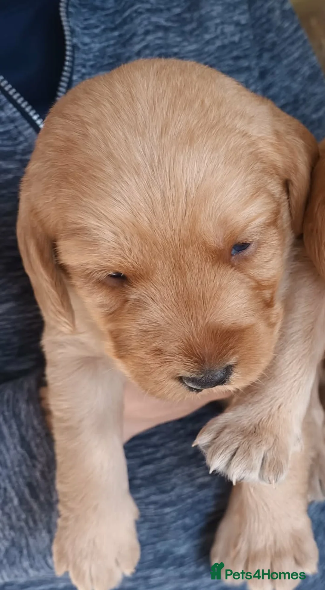 Labradoodle dogs for sale: GOLD MINIATURE LABRADOODLE PUPS / LICENCED BREEDER - Advert 11