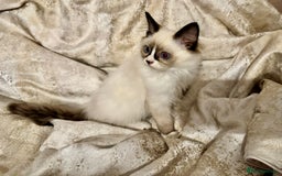 Ragdoll cats for sale: Full Ragdoll kittens  - Image 7