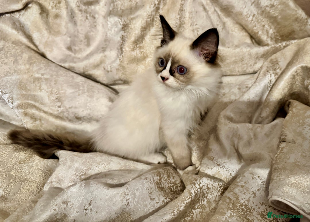 Ragdoll cats for sale: Full Ragdoll kittens  - Image 7