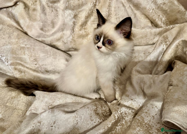 Ragdoll cats - Advert 4