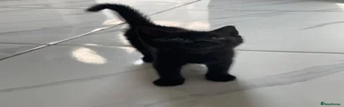 Mixed Breed Kitten 2