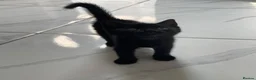 Mixed Breed cats for sale: 3 little kittens for sale  - Advert 8
