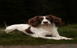 English Springer Spaniel dogs for sale: English springer spaniels  - Image 10