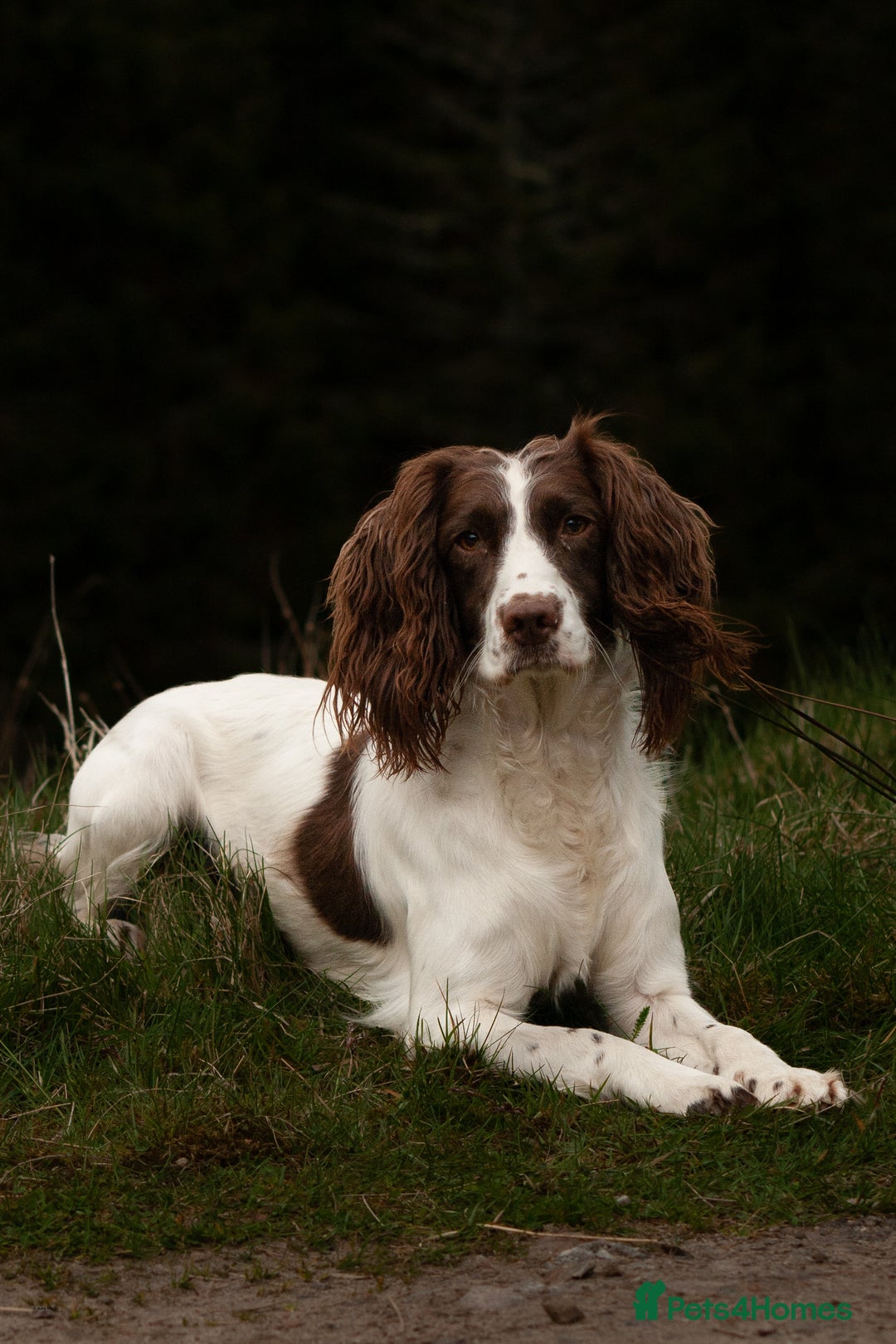 English Springer Spaniel dogs for sale: English springer spaniels  - Image 10
