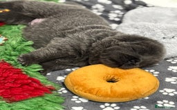 Chow Chow dogs for sale: Beautiful blue chow chow litter 💙 - Image 5