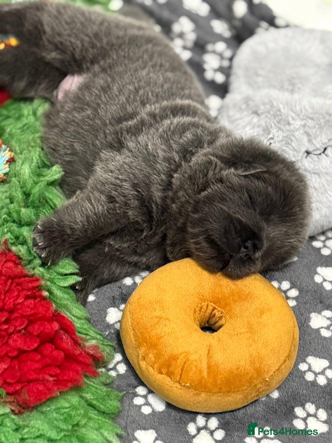 Chow Chow dogs for sale: Beautiful blue chow chow litter 💙 - Image 5