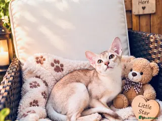 Abyssinian cats Fu (福) 🏆✨ CHAMPION Silver Cinnamon Abyssinian - Advert 6
