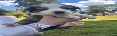 Mixed Breed 2