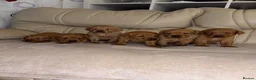 Labrador Retriever dogs for sale: 9 Fox Red Labrador Puppies - Advert 3