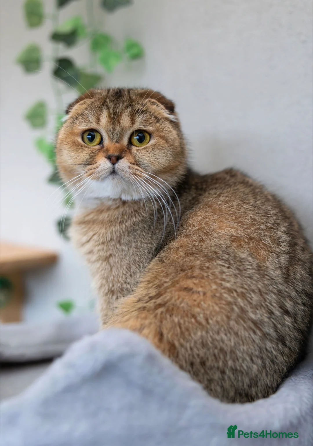 Scottish Fold cats for sale: Adorable Scottish Straight Kitten Available. - Advert 3