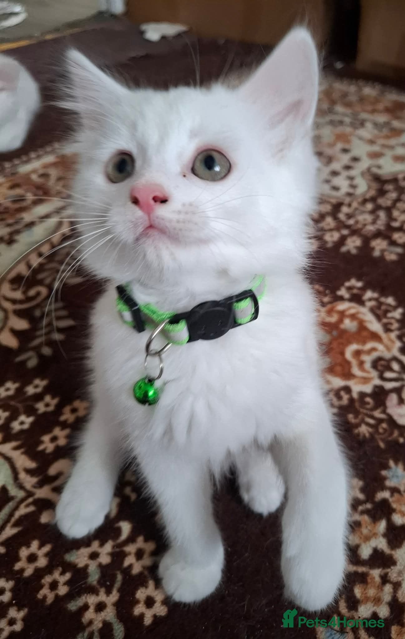 Mixed Breed cats for sale: 3 White Boy Kittens For Sale - Advert 13