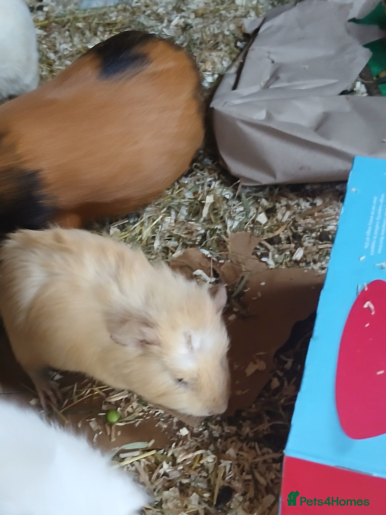 Guinea Pig rodents Bonded baby Boar Guinea Pigs for Sale - Advert 2