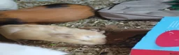 Guinea Pig rodents for sale: Bonded baby Boar Guinea Pigs for Sale - Advert 3