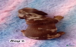 Miniature Dachshund dogs for sale: Miniature Daschund Puppies - Image 7