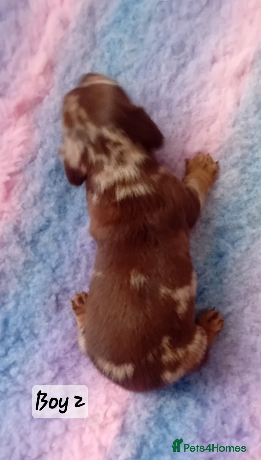 Miniature Dachshund dogs for sale: Miniature Daschund Puppies - Image 7