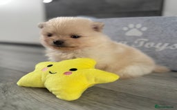 Pomeranian dogs for sale: KC registered Pomeranian puppies - Image 25