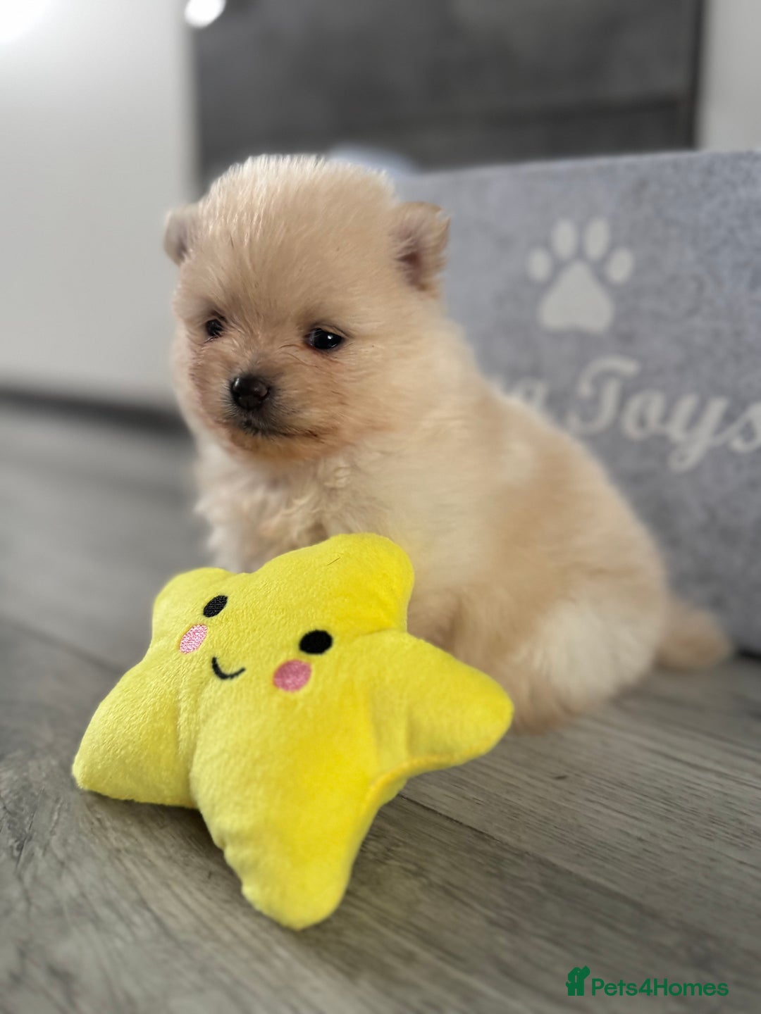 Pomeranian dogs for sale: KC registered Pomeranian puppies - Image 25