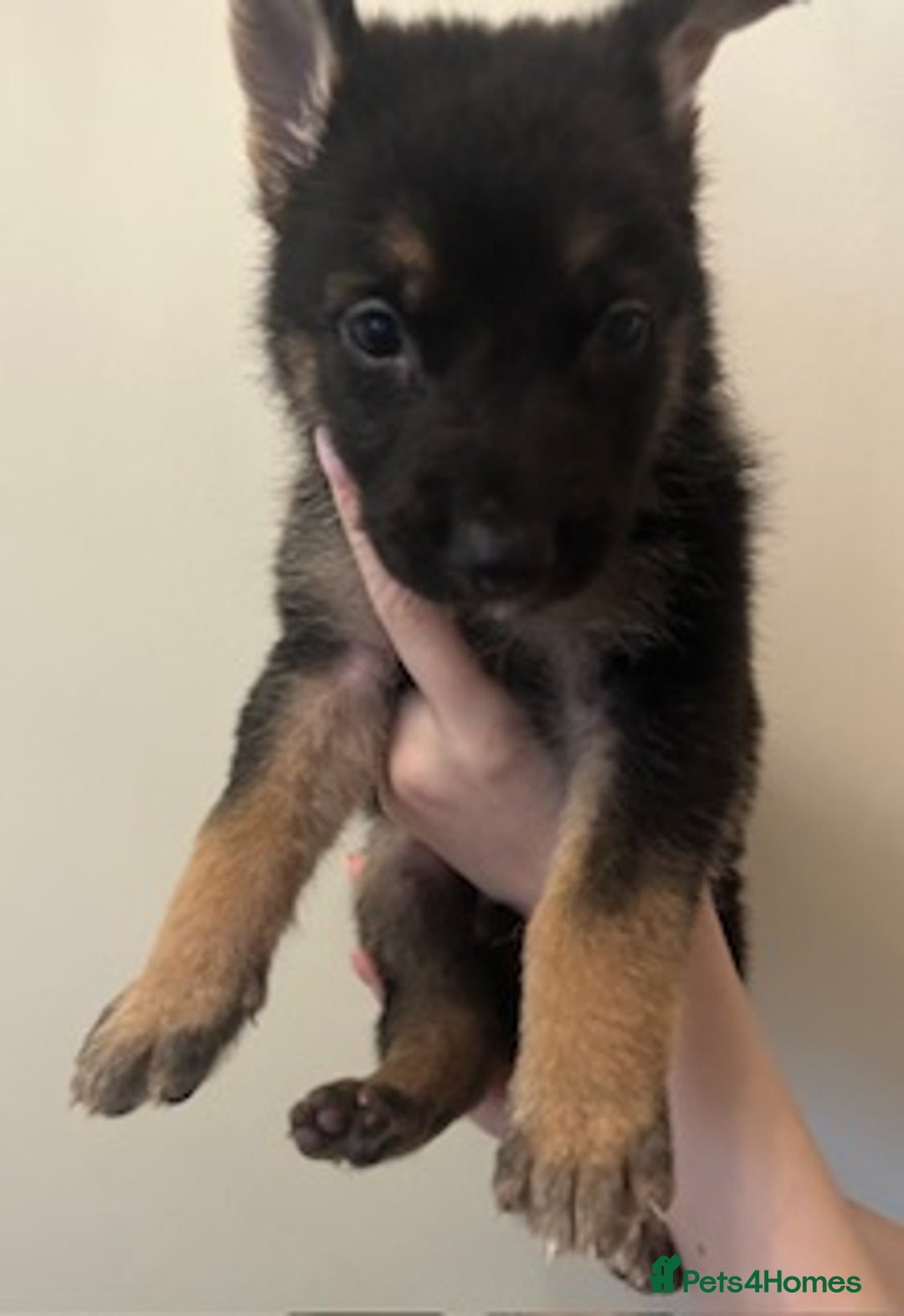 German Shepherd dogs for sale: Adorable litter of 6 puppies  - Advert 10