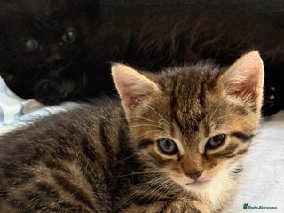 American Shorthair cats Beautiful mixed kittens - Advert 2