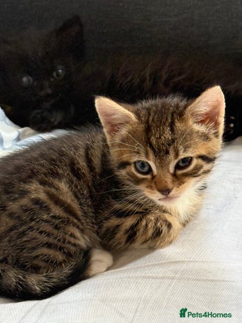 American Shorthair cats Beautiful mixed kittens - Advert 2