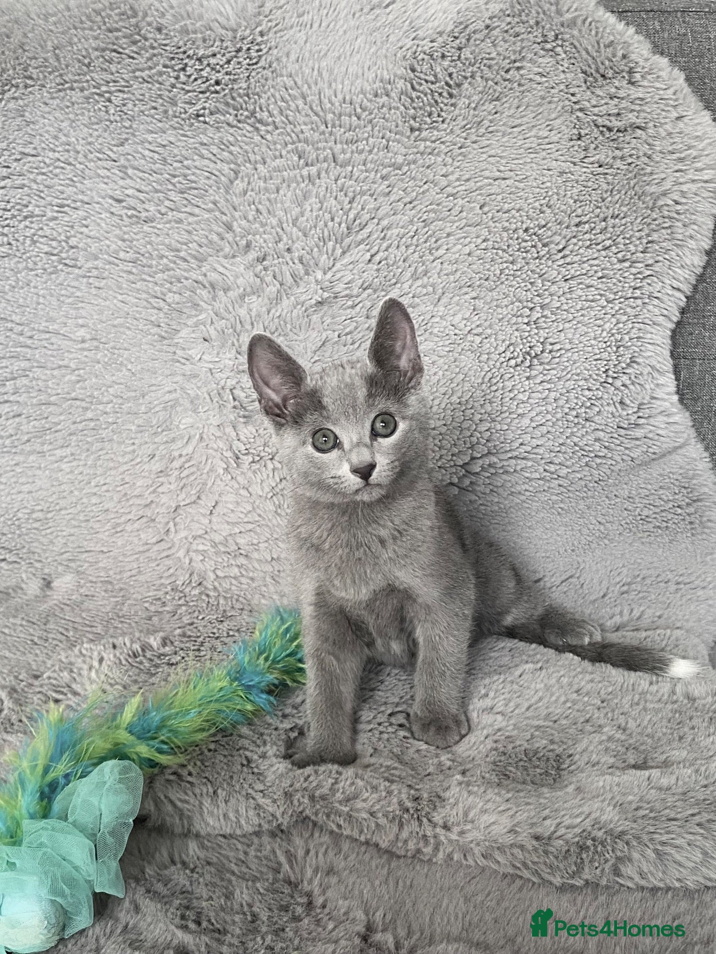 Russian Blue cats Russian Blue  - Advert 2