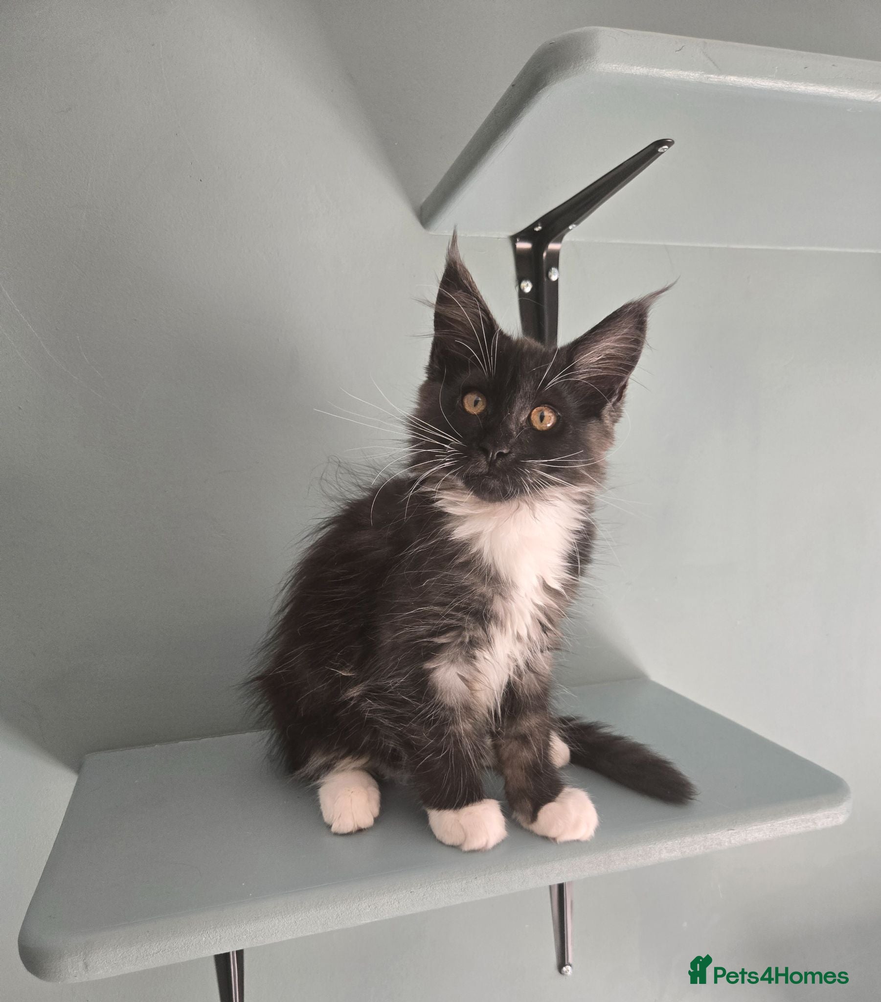 Maine Coon cats Ready now - stunning gccf maine coons  - Advert 13