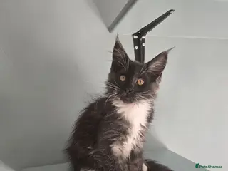 Maine Coon cats Ready now - stunning gccf maine coons - Advert 13