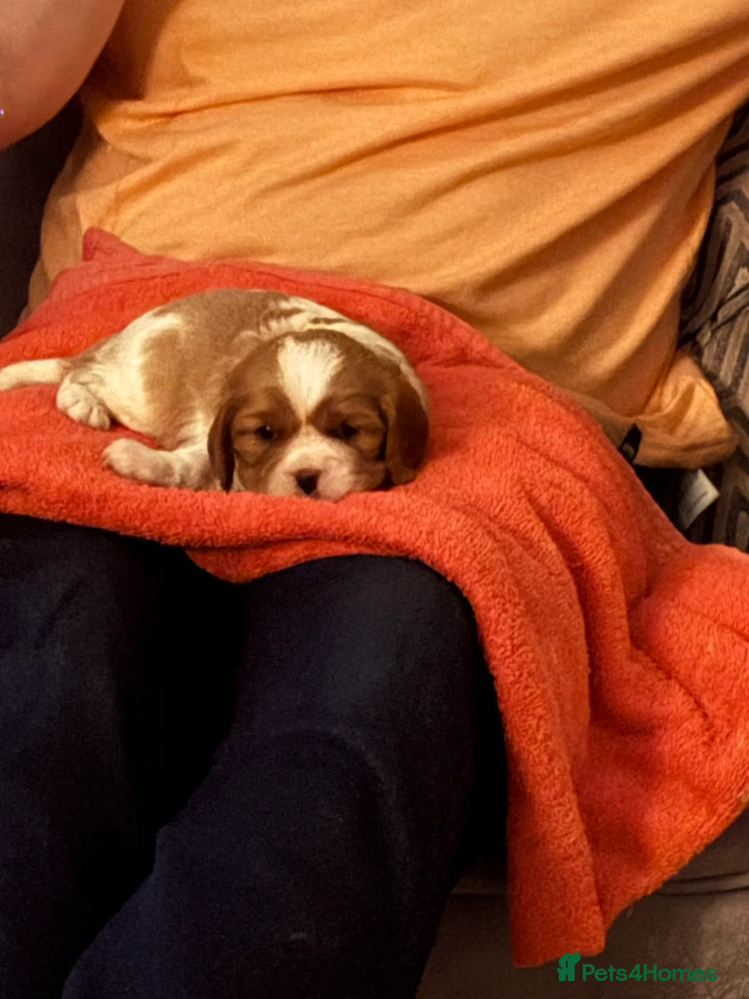 Cavalier King Charles Spaniel dogs for sale: DNA  health tested cavalier King Charles spaniel  - Advert 7