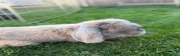 French Lop rabbits for sale: French lops  - Advert 3