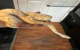 Python Snake reptiles for sale: Male Ball python /with tank - Image 4