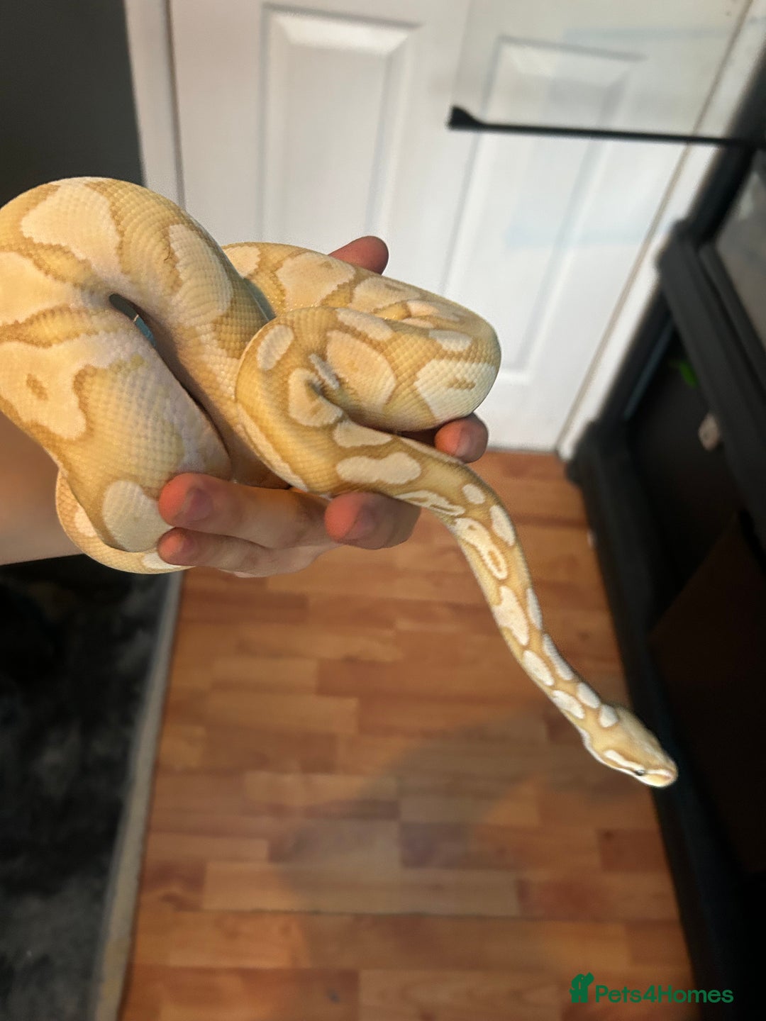 Python Snake reptiles for sale: Male Ball python /with tank - Image 4