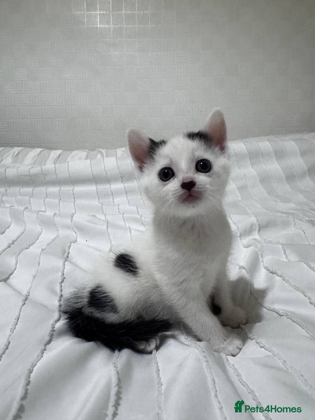 Mixed Breed cats for sale: 3 beautiful kittens looking for new home - Image 2