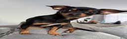 Chiweenie dogs for sale: Chiweenie - 1 year old peaches  - Advert 6
