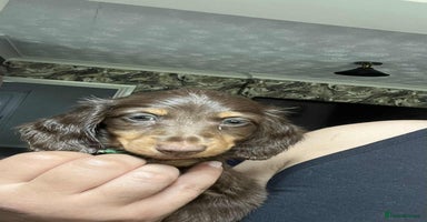 Miniature Dachshund dogs - Advert 14