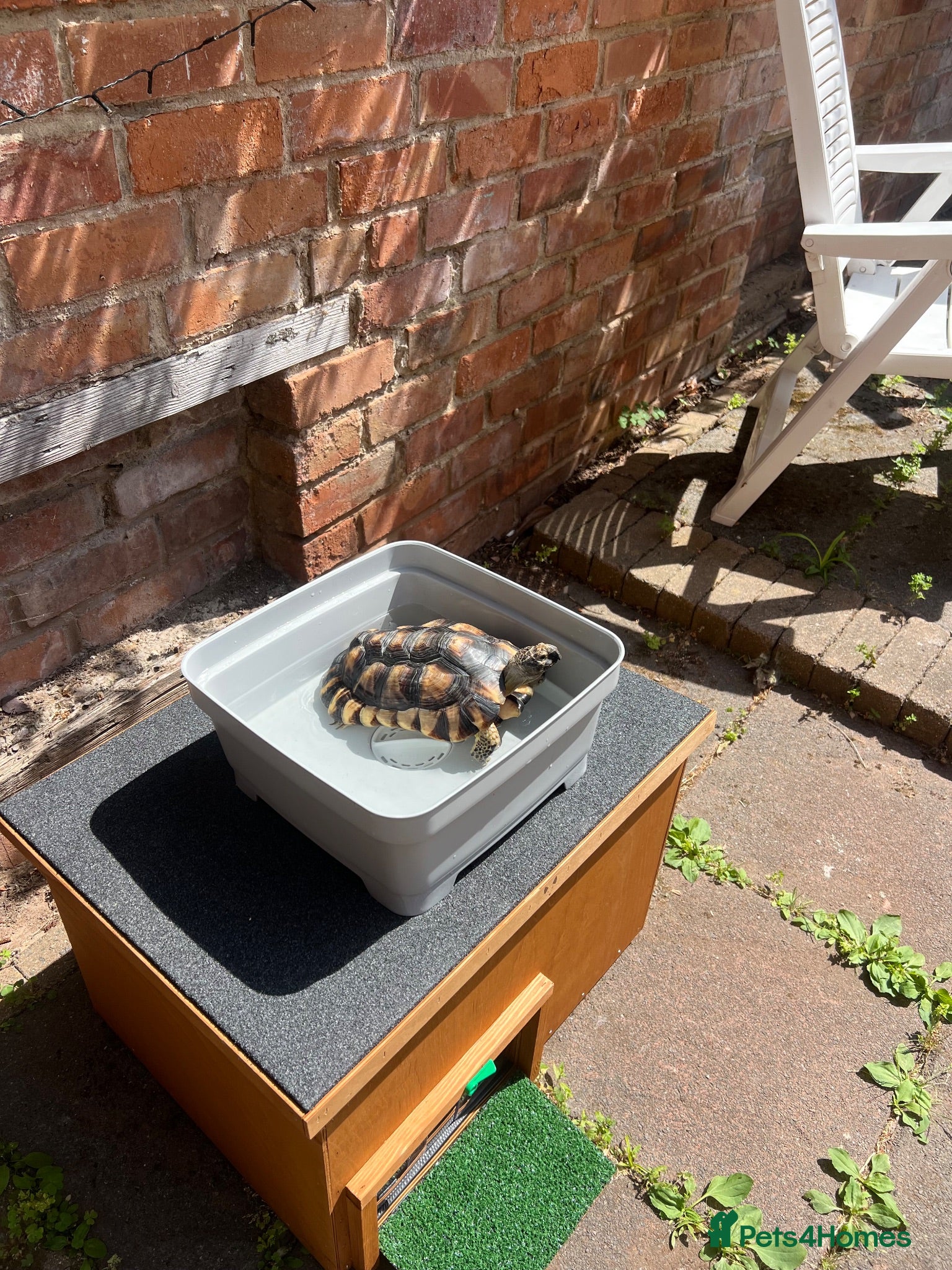 Tortoise reptiles Marginated tortoise  - Advert 2